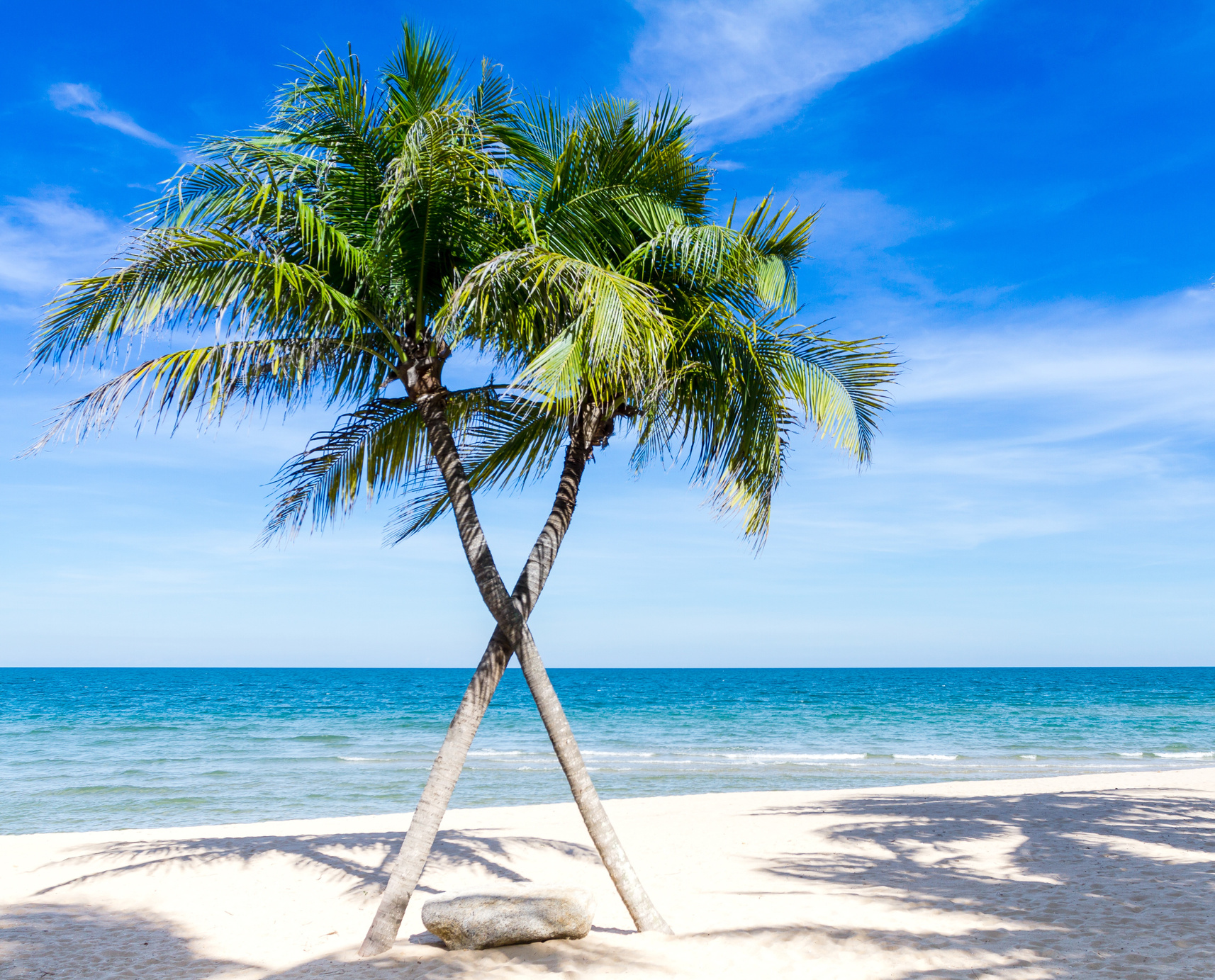 Hugging Palm Trees in the Beach